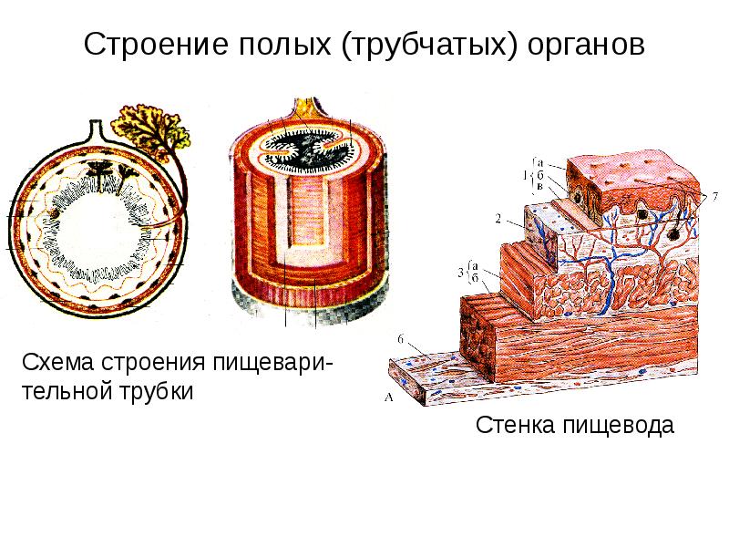 Схема строения стенки полого органа анатомия