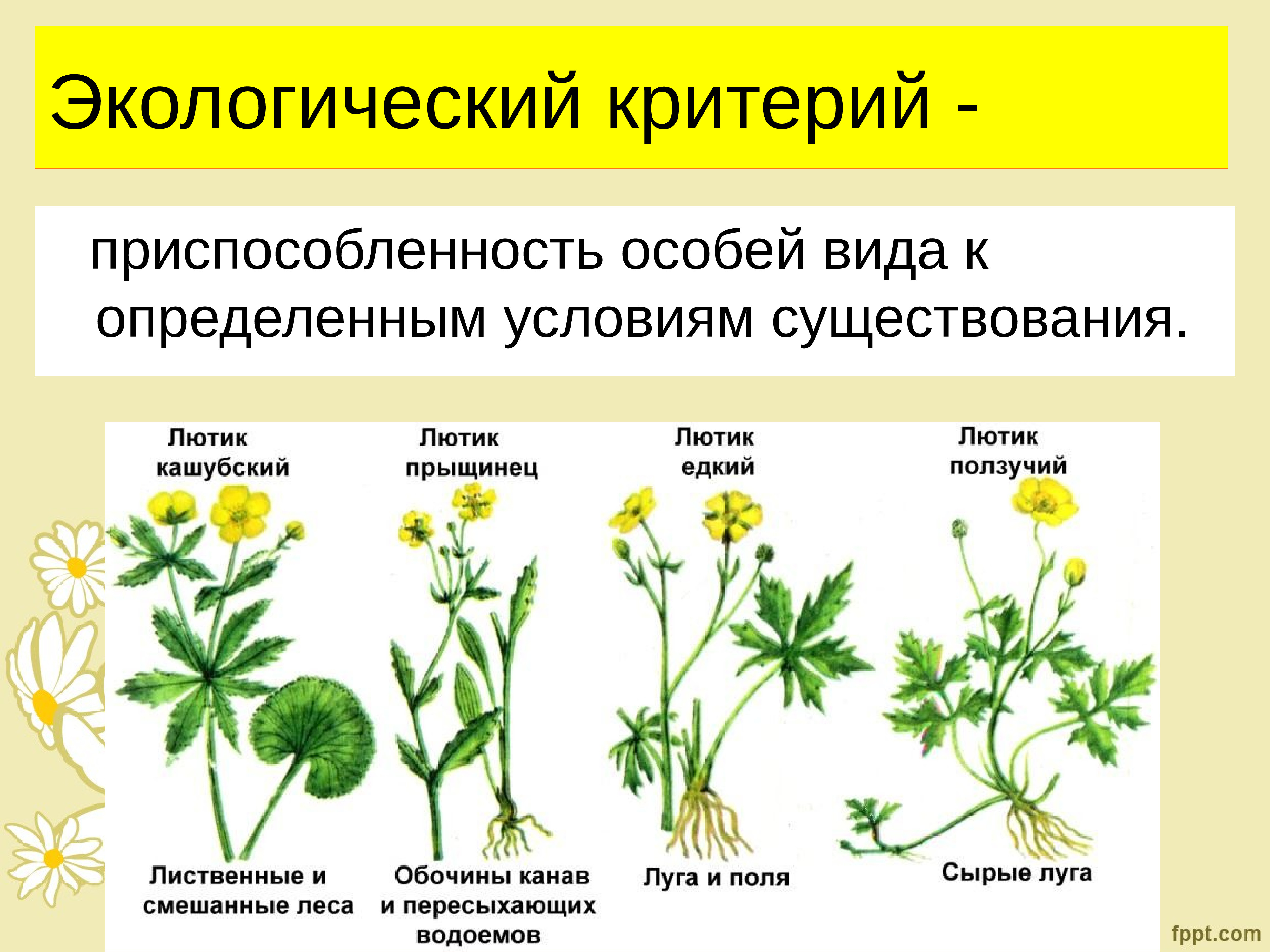 Видові. Экологический и географический критерии. Экологический критерий вида примеры. Этологический критерий вида примеры. Этологические критерии вида примеры.