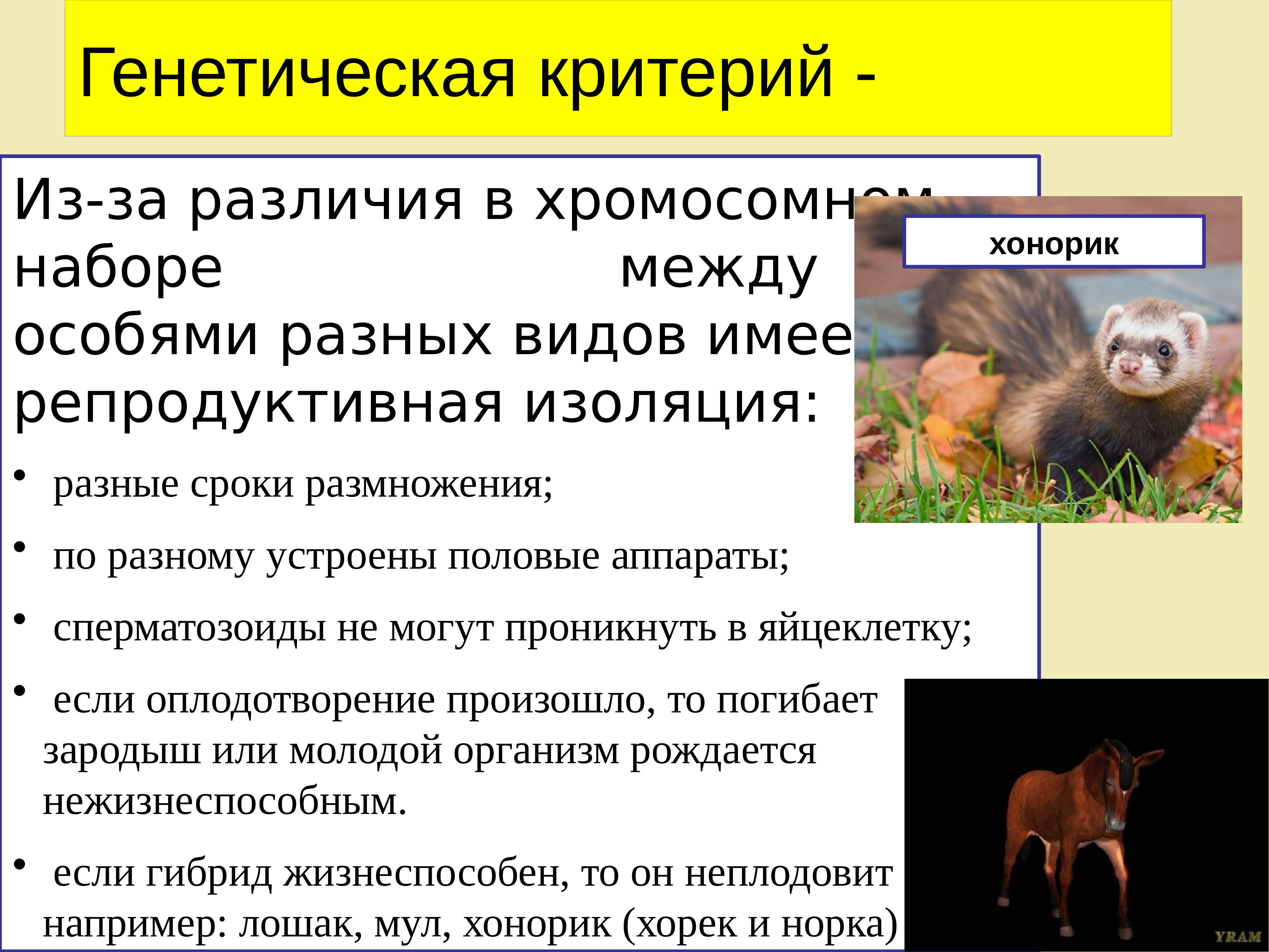 Уровень особей. Вид и его критерии. Вид его критерии и структура. Вид его критерии и структура биология. Вид его критерии и структура 9 класс биология.