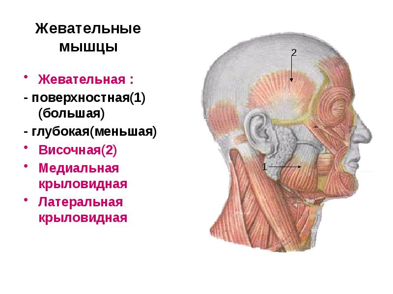 Подзатылочные мышцы головы