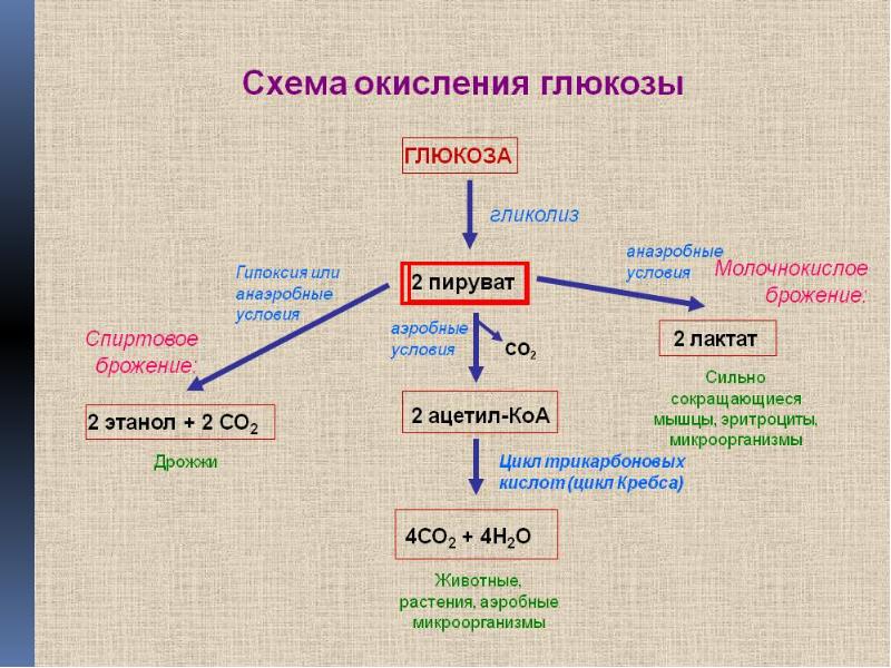 Процесс гликолиза