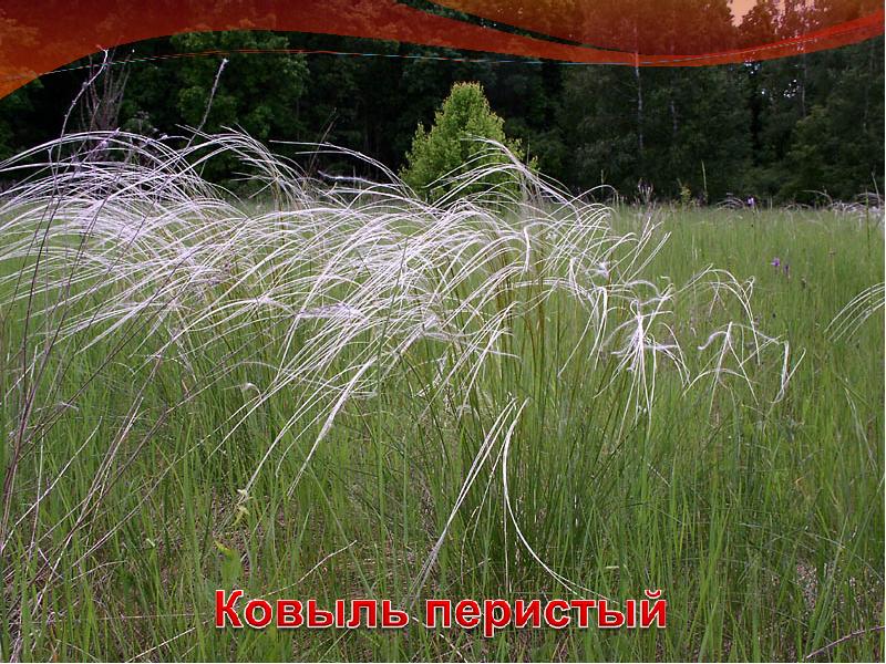 На каких территориях памятников природы произрастает ковыль. Ковыль перистый (Stipa pennata). Ковыль перистый Stípa pennáta. Ковыль перистый (Stipa pennata) семян. Оренбургский ковыль опушеннолистный.