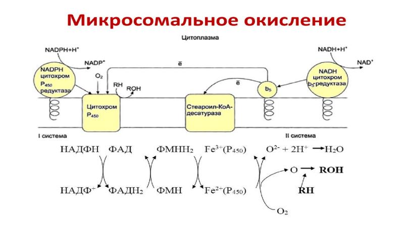 Биологическое окисление биохимия презентация