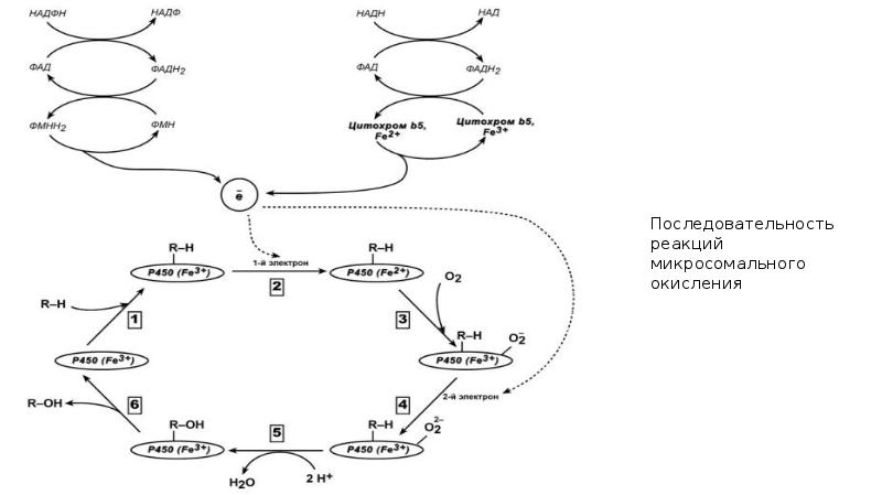 Схема микросомального окисления биохимия