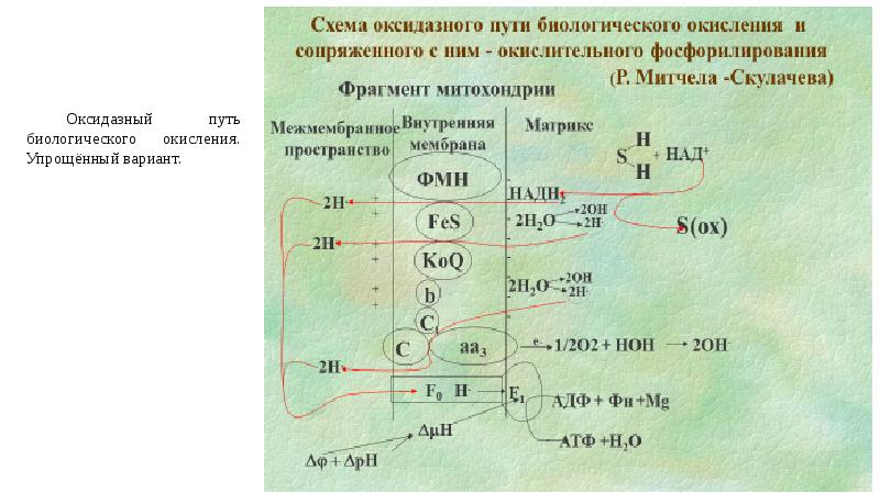 Биологическое окисление презентация