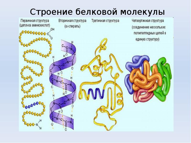 Рисунок на котором представлена первичная структура белка