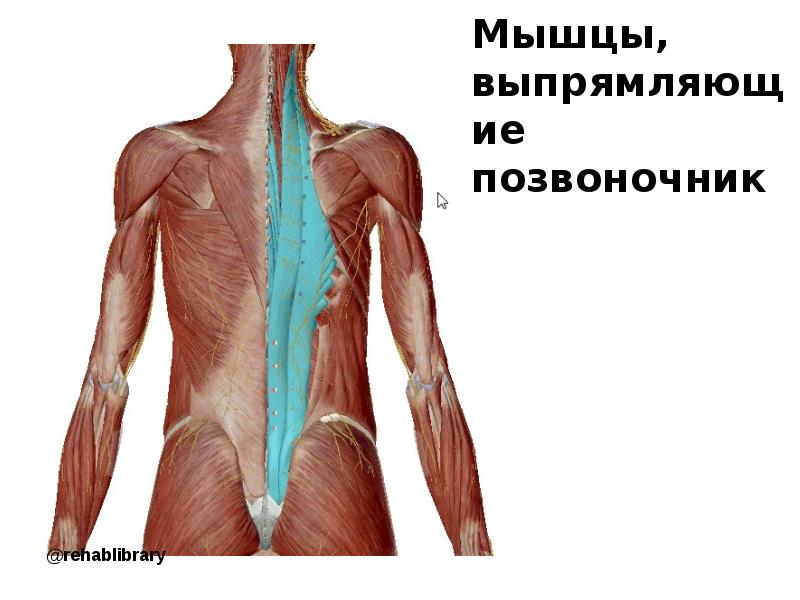 Латеральный тракт мышц спины