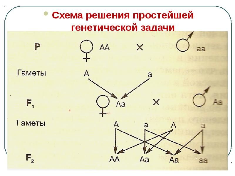 Определите какую закономерность иллюстрирует данная схема р аа х аа