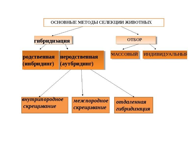 Презентация по биологии 10 класс селекция основные методы и достижения