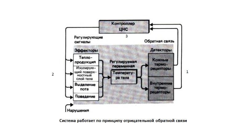 Схема функциональной системы терморегуляции