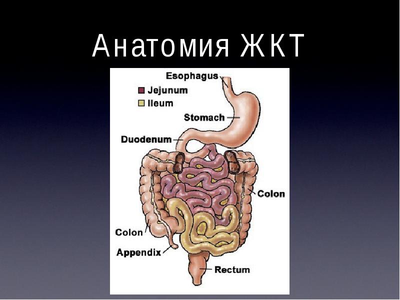 Анатомия жкт презентация