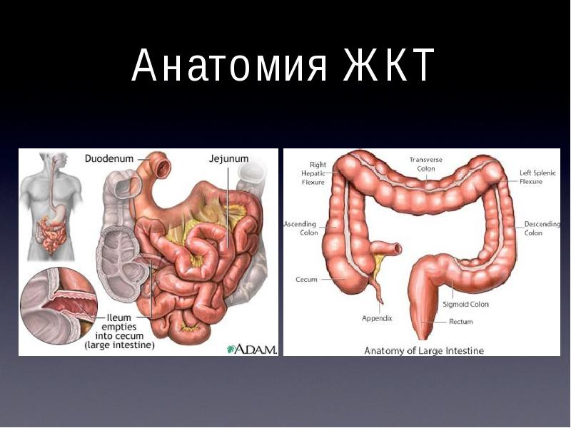 Анатомия жкт презентация