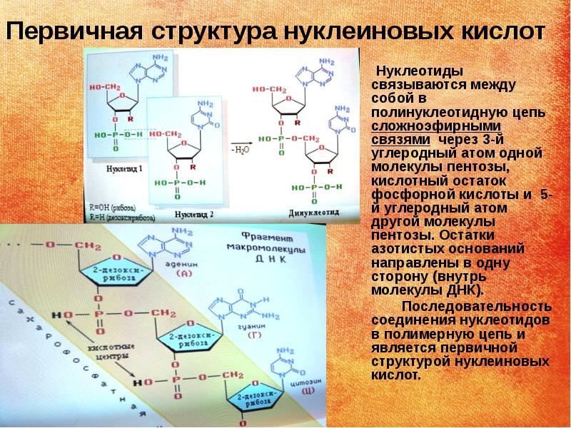 Схема строение нуклеотидов и структура полинуклеотидных цепей днк и рнк атф