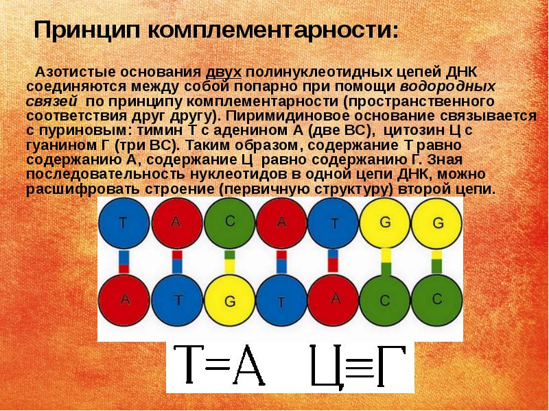 Известно что комплементарные. Принцип комплементарности ДНК. Принцип комплементарности биология. Принцип помплементарности. Что такое принцип КОМПЛИМЕНТАРНОСТ.