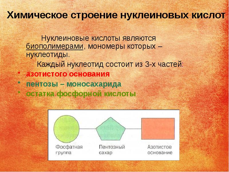 Нуклеиновые кислоты проект