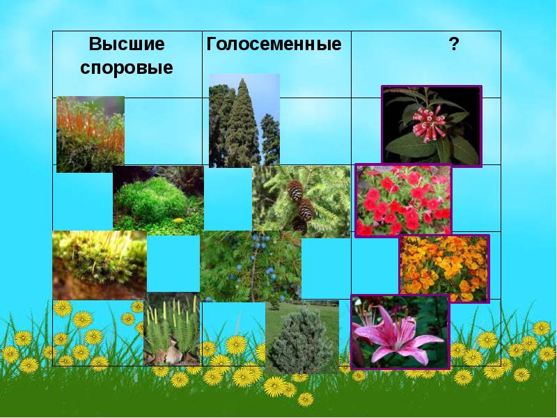 Растительный мир европы презентация