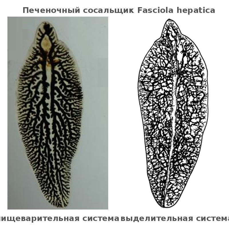 Половозрелая стадия сосальщиков. Печеночный сосальщик (Fasciola hepatica). Марита печеночного сосальщика. Печёночный сосальщик пищеварительная сиситема. Пищеварительная система печеночного сосальщика.