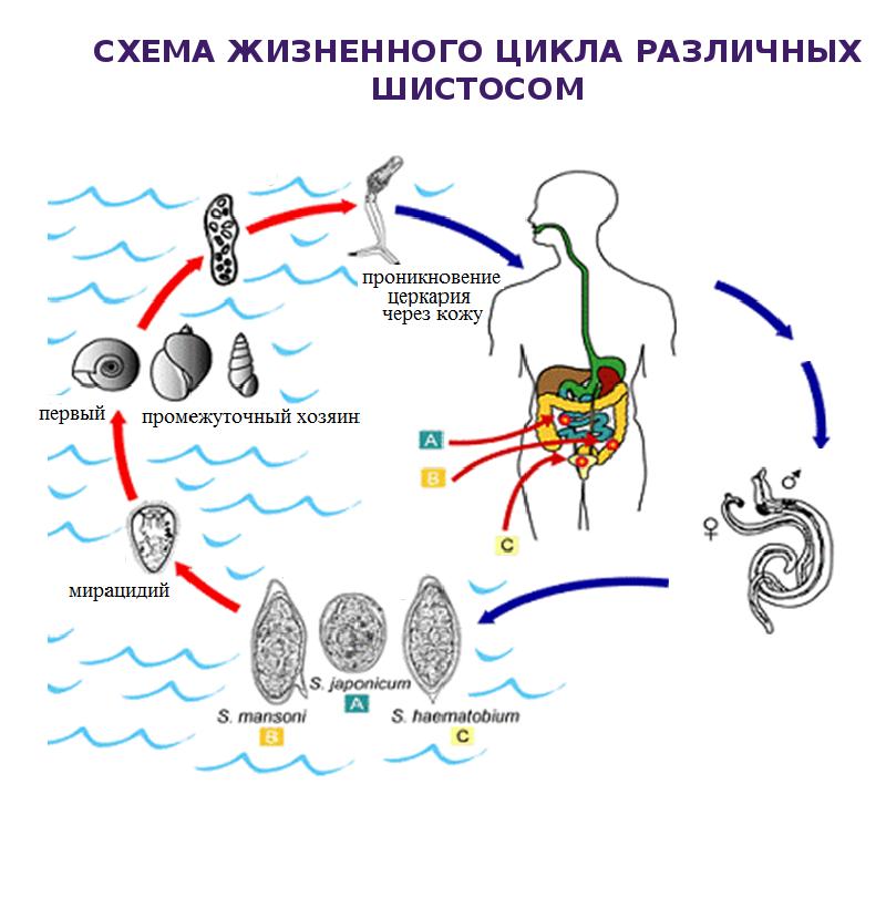 Кровяной цикл. Жизненный цикл кровяного сосальщика схема. Цикл развития шистосом. Кровяной сосальщик жизненный цикл. Класс сосальщики цикл развития.