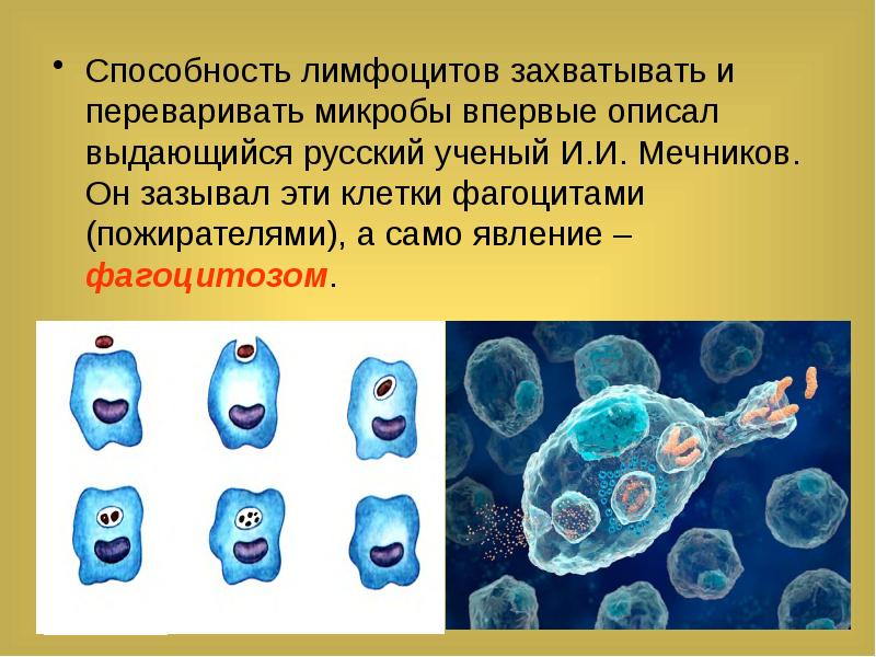 Открытие фагоцитоза презентация