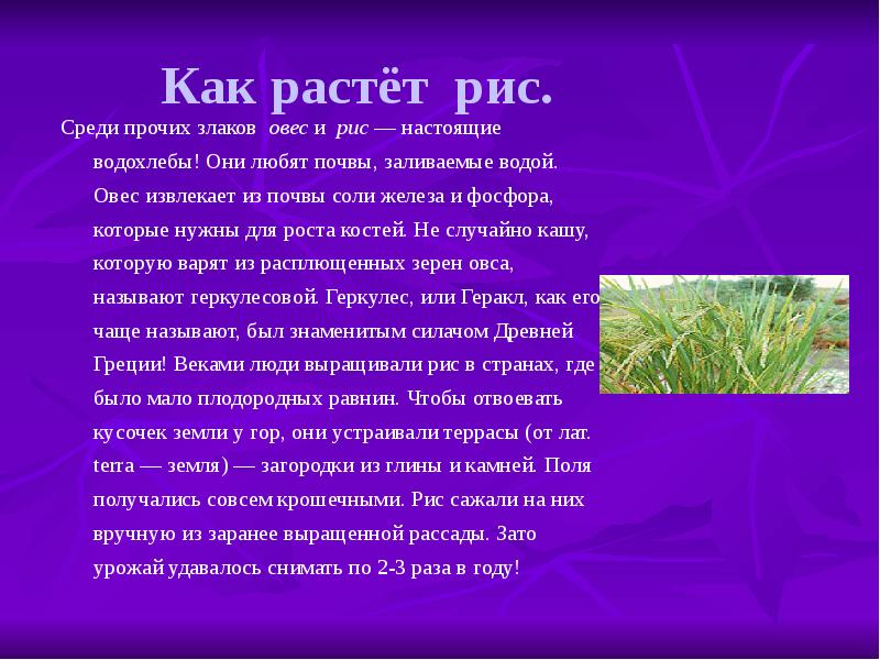 Роль цветов. Роль растений в городе кратко. Какова роль растений в жизни планеты. Огромная роль растений для планеты. Реферат на тему: значение культурных растений в жизни человека..