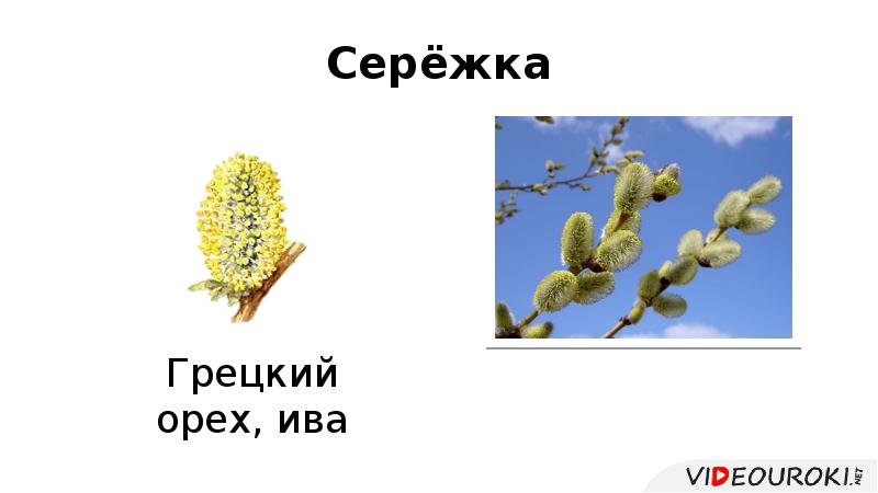 Серёжка Серёжка