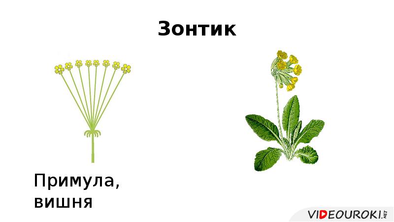 Зонтик Зонтик