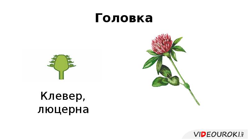 Головка Головка