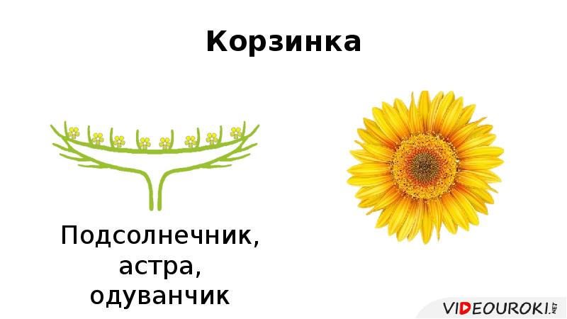 Корзинка Корзинка