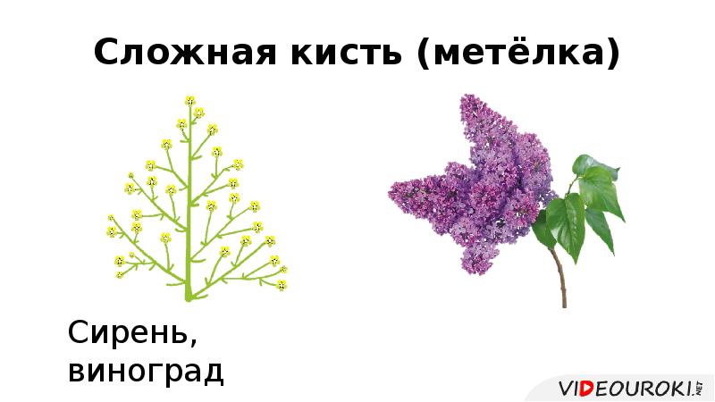 Сложная кисть (метёлка) Сложная кисть (метёлка)