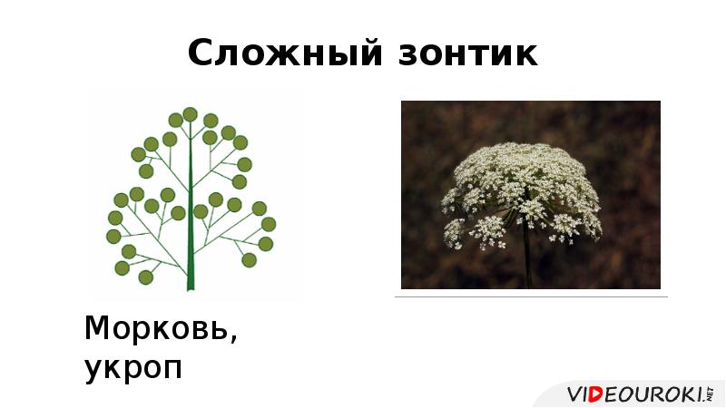 Сложный зонтик Сложный зонтик