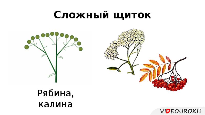 Сложный щиток Сложный щиток