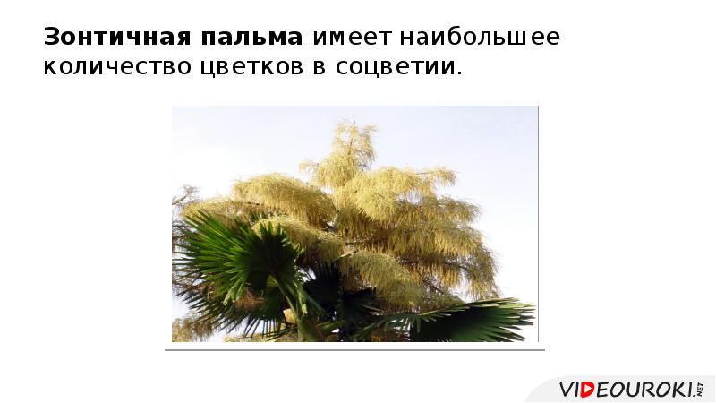 Зонтичная пальма имеет наибольшее количество цветков в соцветии. Зонтичная пальма имеет наибольшее количество цветков в соцветии.