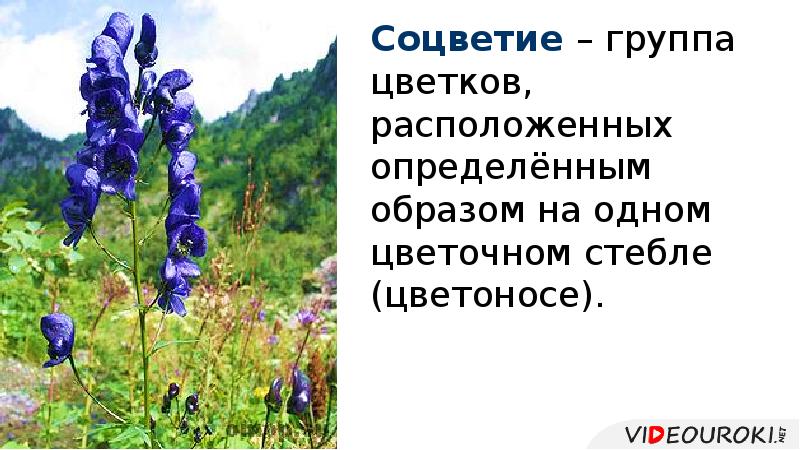 Соцветие – группа цветков, расположенных определённым образом на одном цветочном стебле Соцветие – группа цветков, расположенных определённым образом на одном цветочном стебле