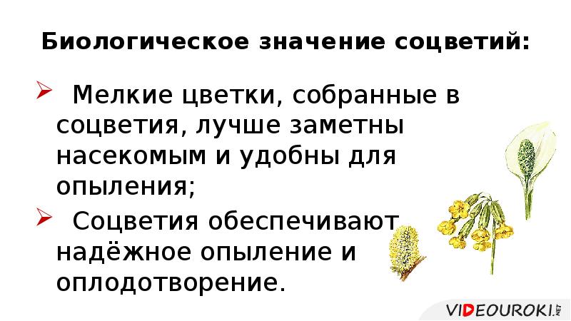 Биологическое значение соцветий:  Мелкие цветки, собранные в соцветия, лучше заметны