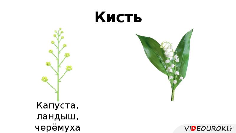Кисть Кисть