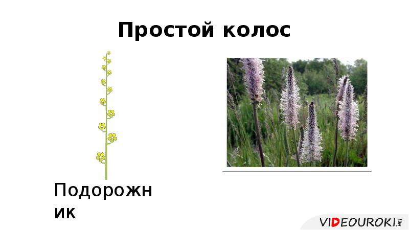 Простой колос Простой колос