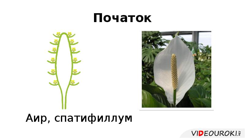 Початок Початок