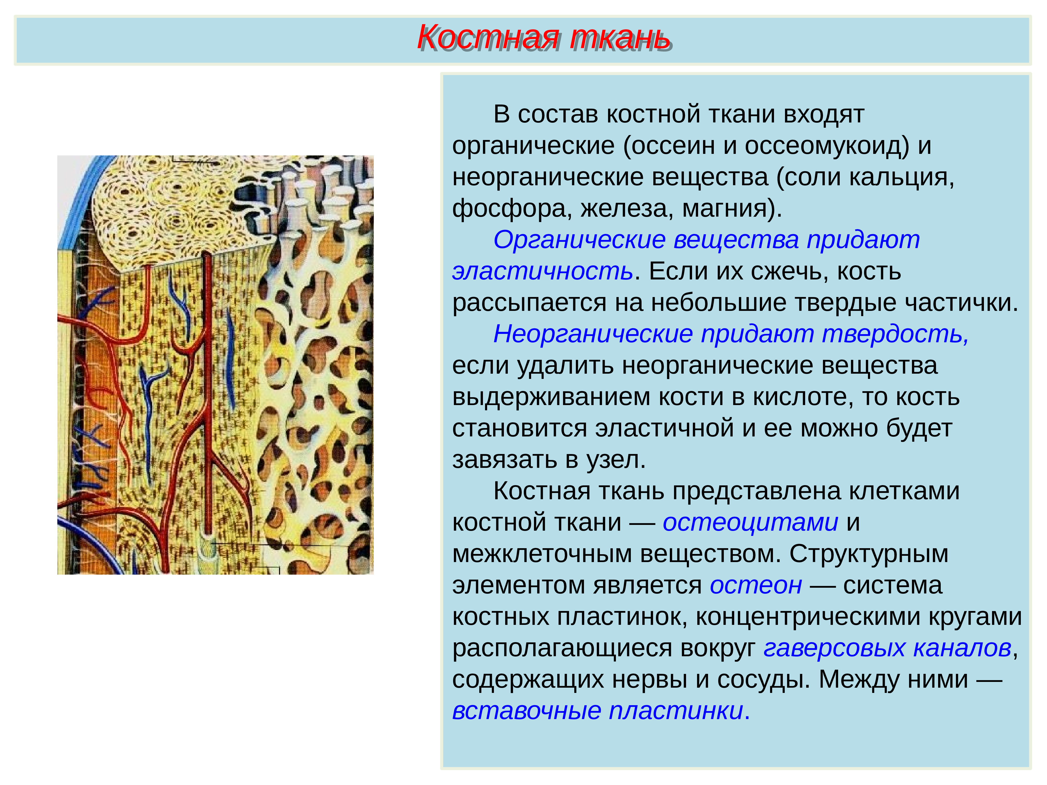 Пименов кожа презентация