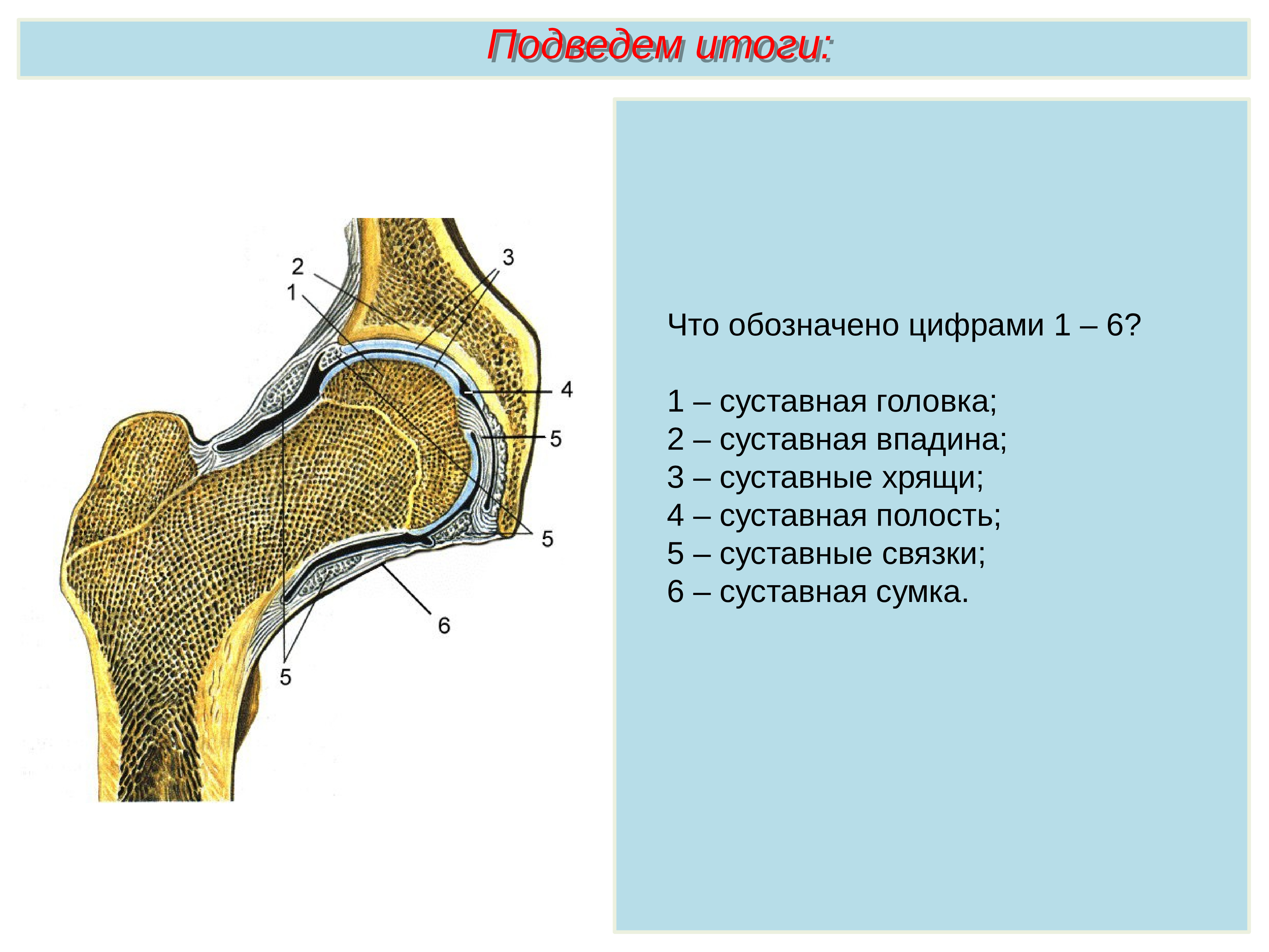 Суставная впадина. Суставная головка. Суставная головка и суставная впадина. Строение сустава головка кости. Суставная впадина суставная головка суставная сумка.