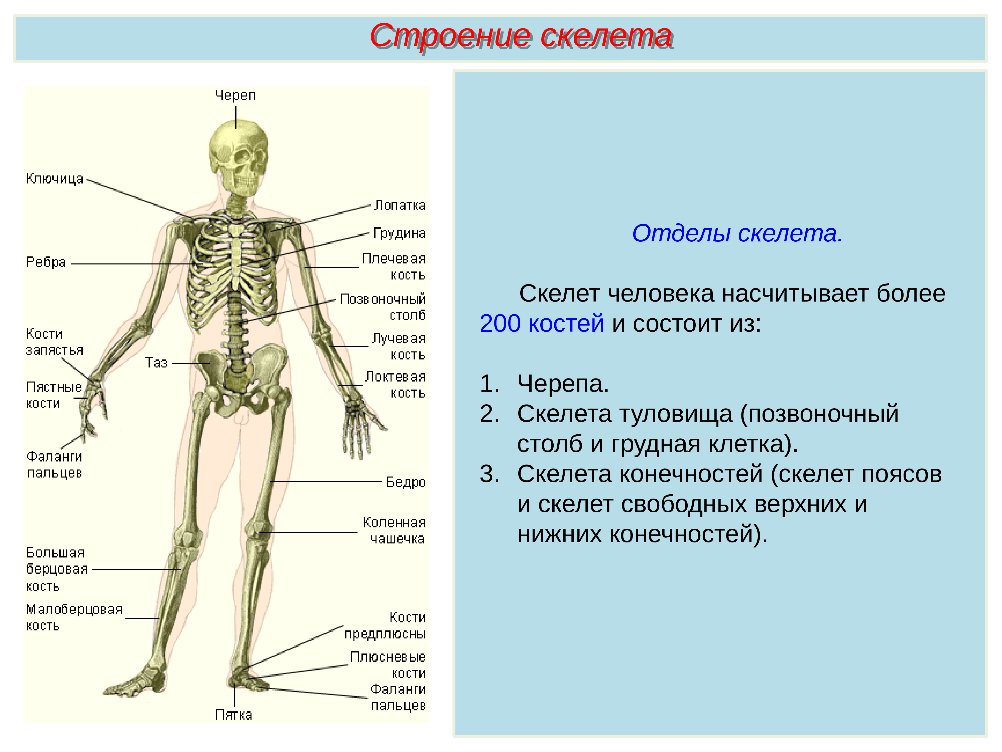 Установить соответствие кости скелета человека