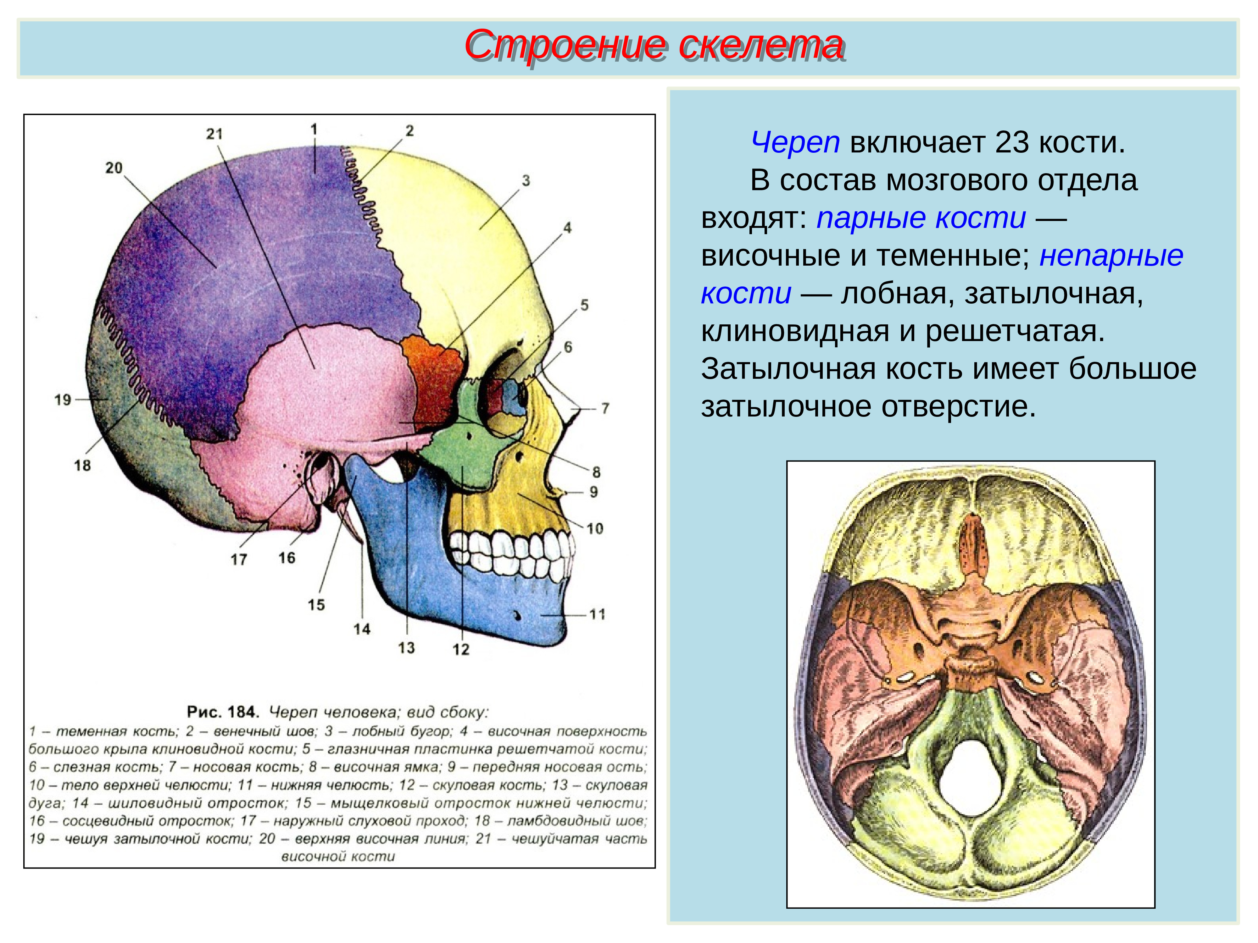 Состав кости черепа. Решетчатая кость мозгового черепа. Скелет головы человека решетчатая кость. Скелет головы мозговой отдел кости. Соединение костей мозгового отдела.
