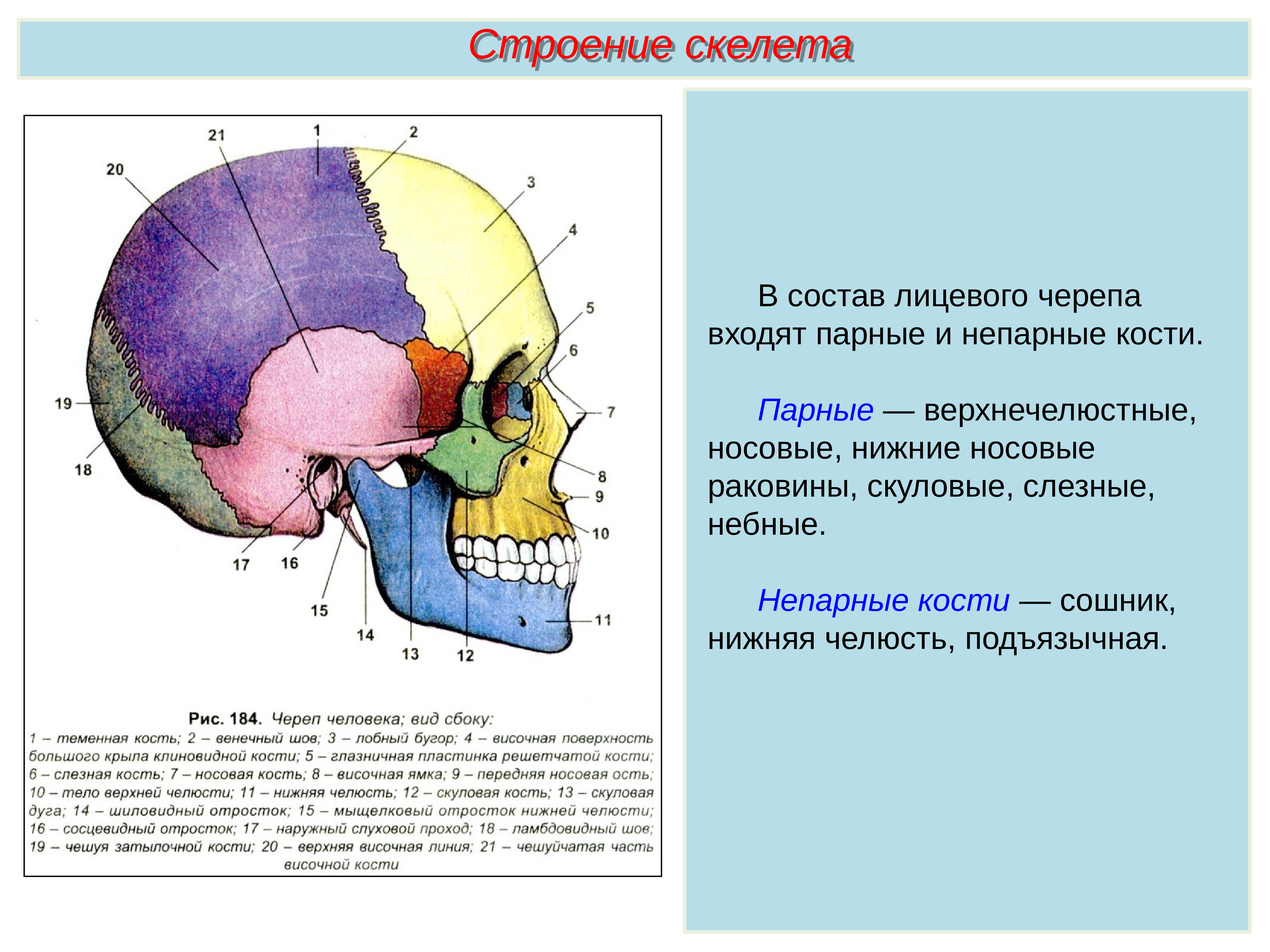 Скелет головы особенности строения. Парные и непарные кости лицевого отдела черепа. Лицевой отдел черепа кости сошник. Непарные кости лицевого отдела черепа. Парные и непарные кости мозгового отдела черепа.