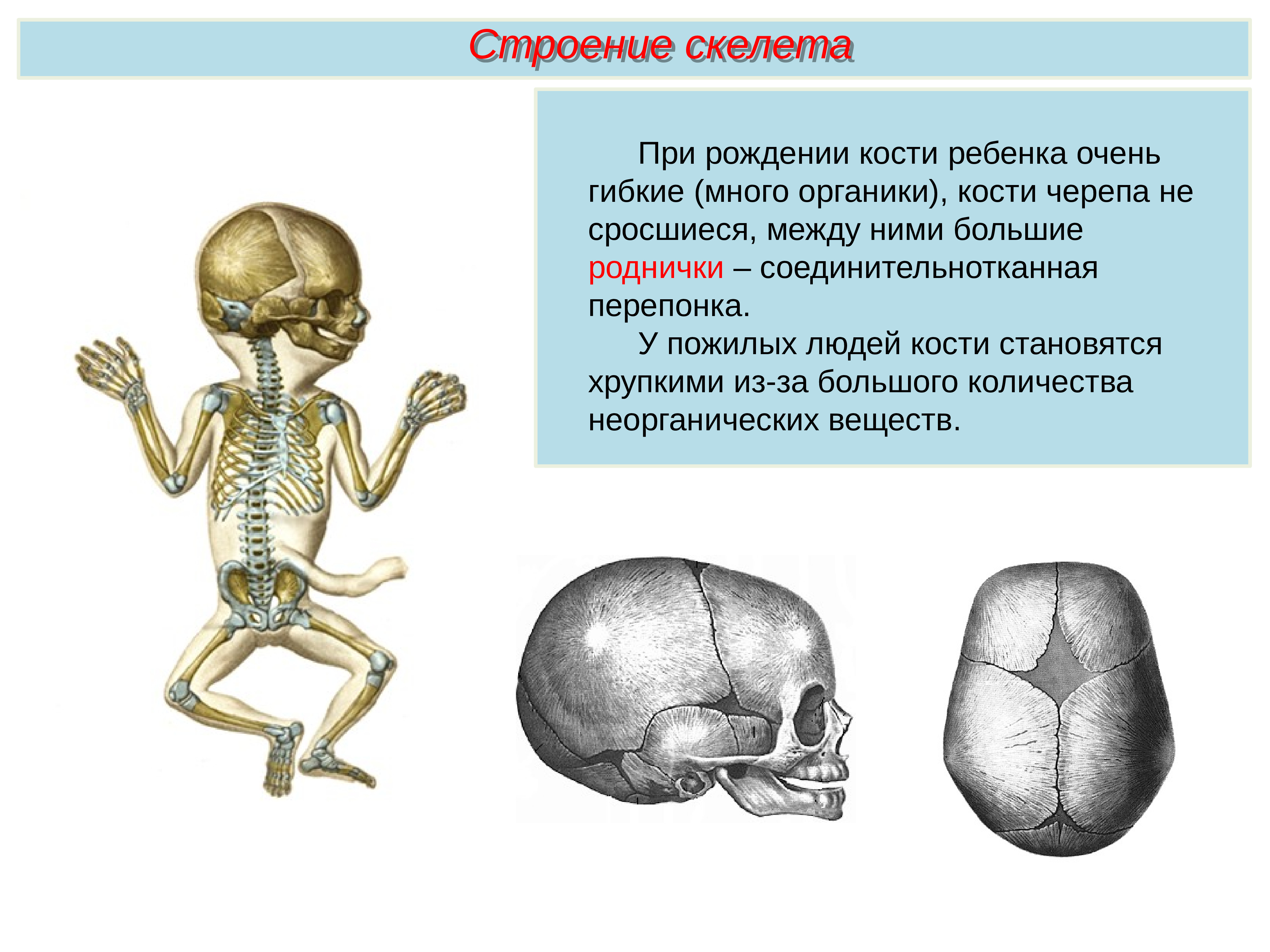 Какой скелет у костных. Кости человека. Строение скелета человека. Строение скелета кости. Кости для презентации.