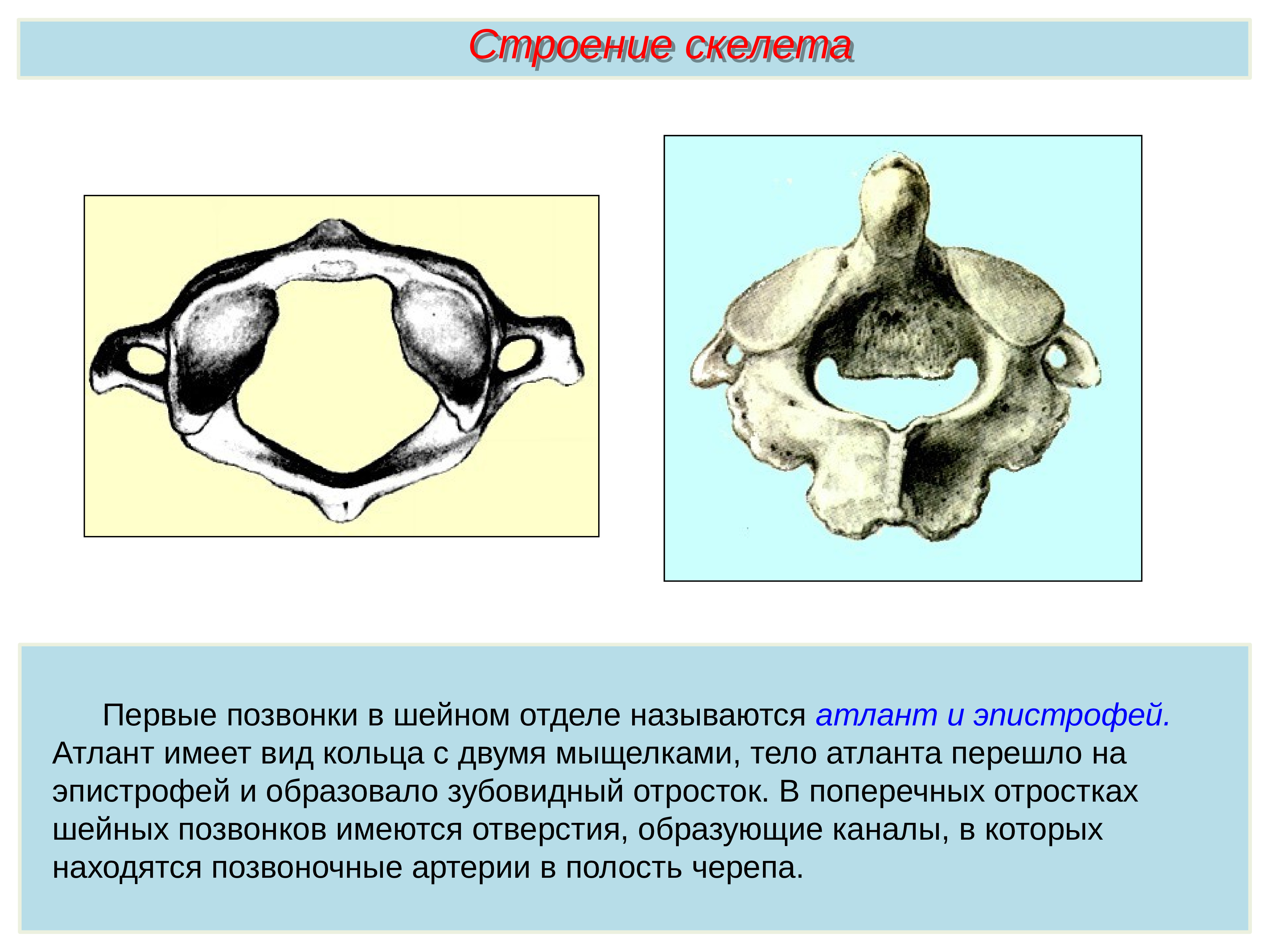 Шейные позвонки соединение. Атлант позвонок анатомия. Строение с1 позвонка. Первый шейный позвонок Атлант. 1 Шейный позвонок Атлант строение.