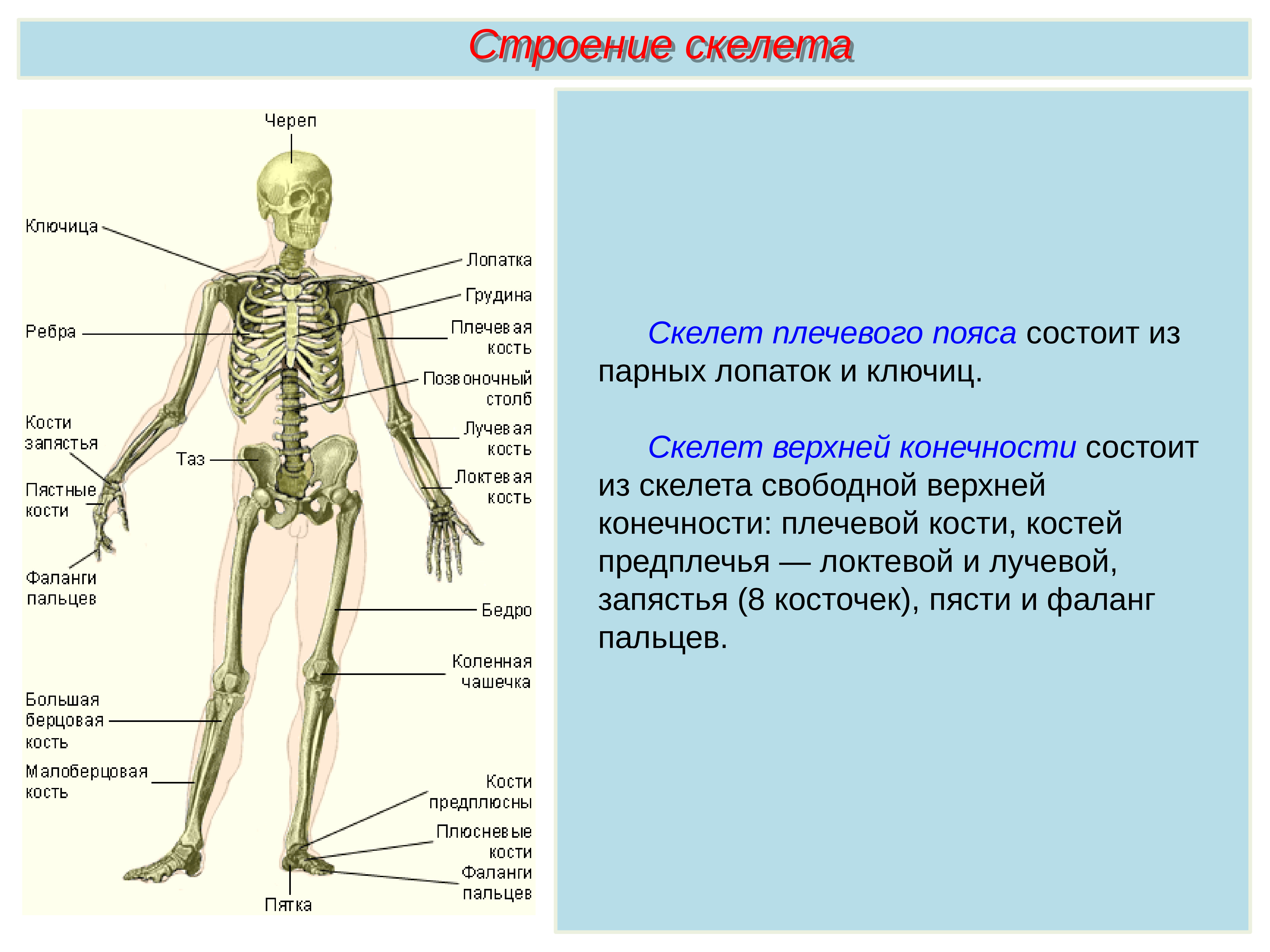 Биология 8 класс скелет строение состав и соединение костей