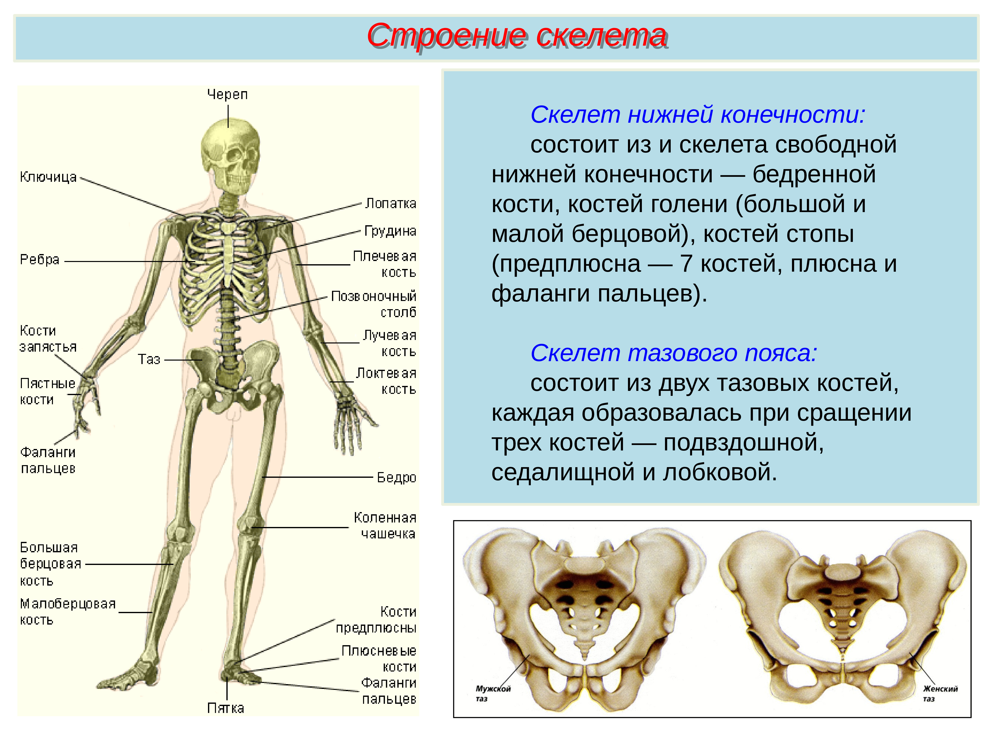 Скелет туловища человека с названием костей