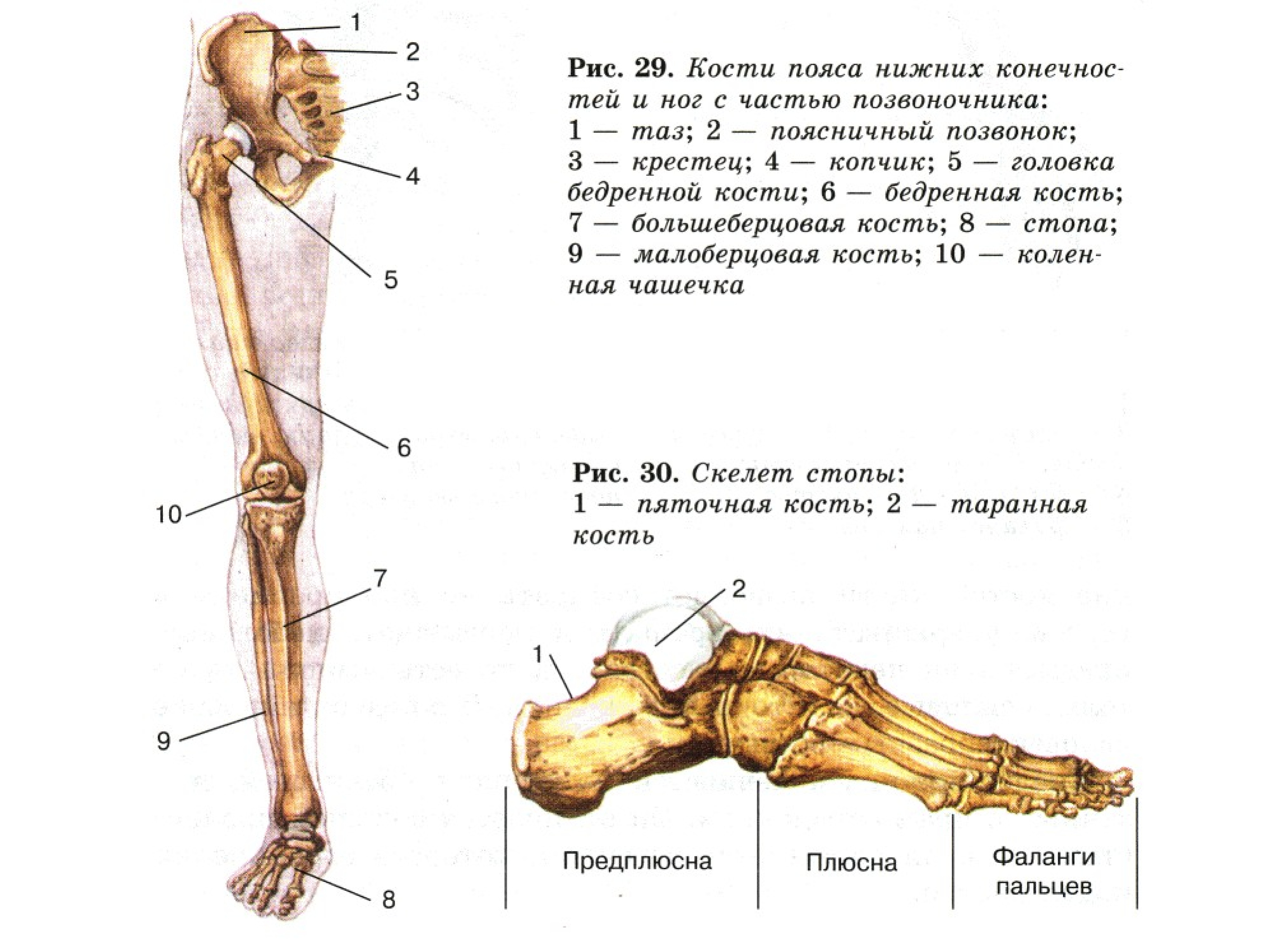 Анатомия нижней конечности человека. Стопа строение кости скелет. Строение костей нижней конечности анатомия. Строение скелета нижней конечности анатомия. Нижняя конечность кости ноги анатомия.