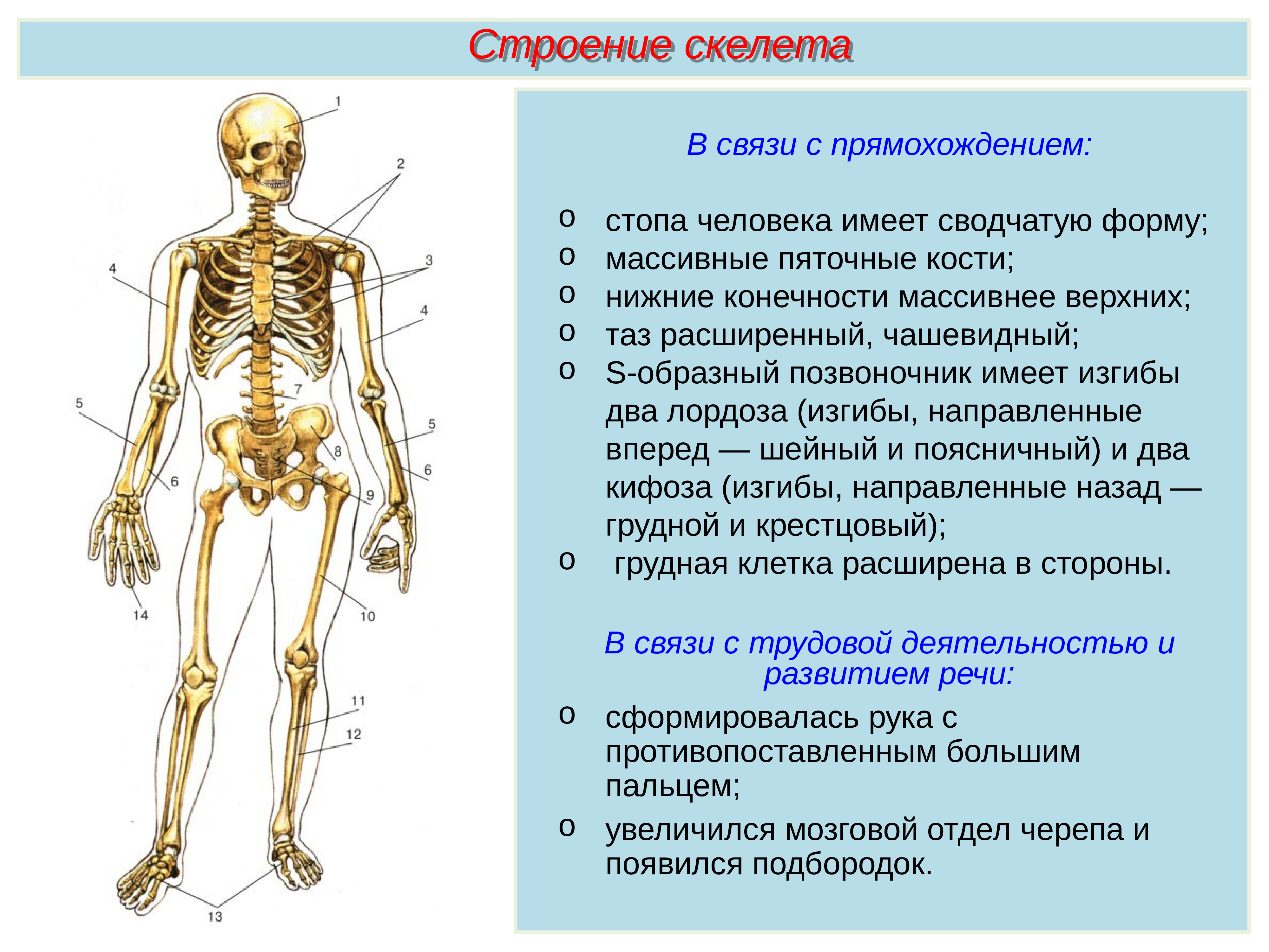 Опорно двигательная система кости человека анатомия