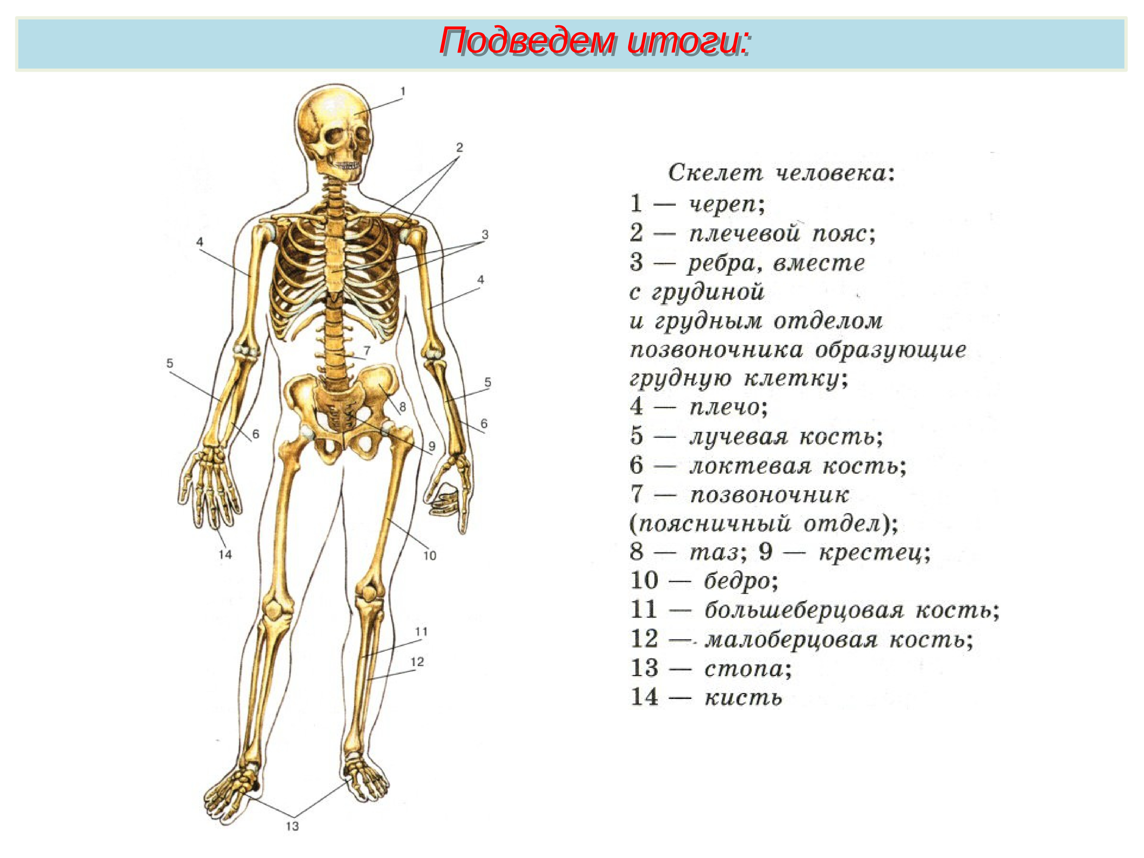 Скелет с названиями костей на русском языке. Скелет строение состав и соединение костей. Биология 8 класс скелет строение состав и соединение костей. Кости скелета биология 8 класс. Строение состав и соединение костей 8 класс.