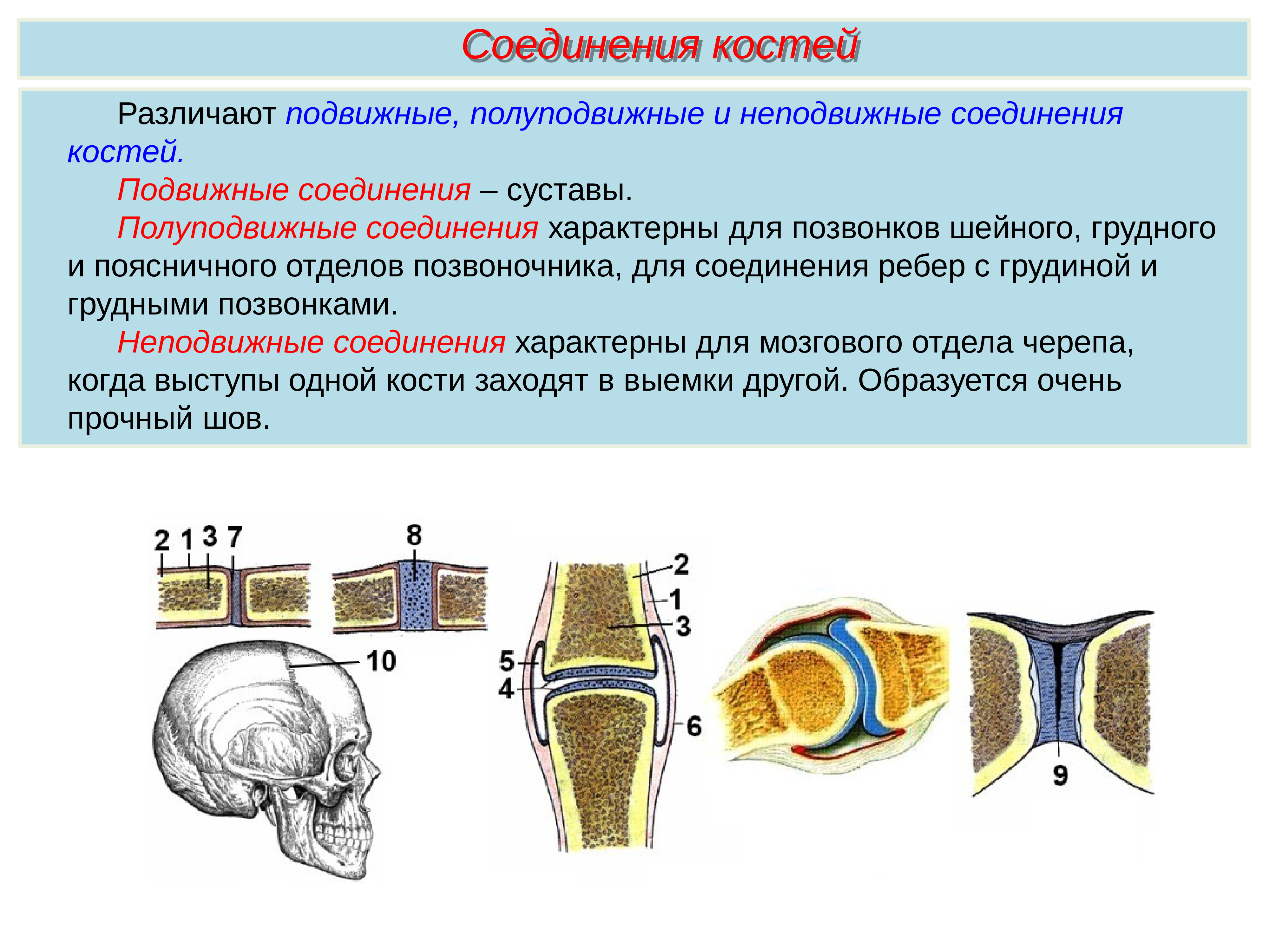 Подвижное соединение костей суставы. Неподвижные полуподвижные и подвижные соединения костей. Соединение костей 8 класс биология. Соединения костей скелета классификация суставов. Соединение костей человека биология 8 класс.